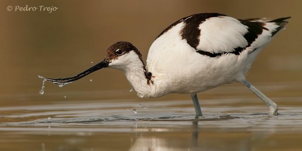 Avoceta